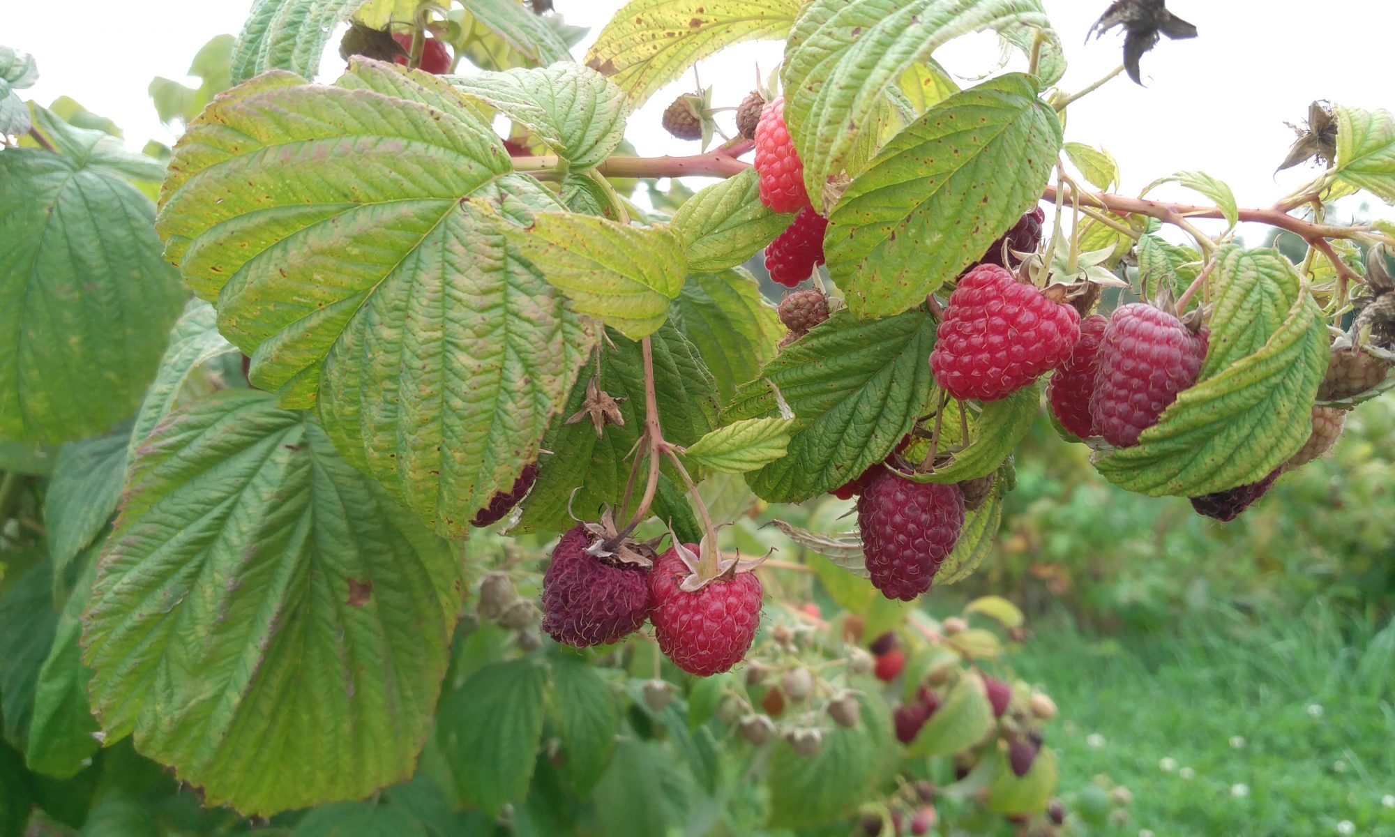 Himbeerernte