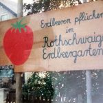 Erdbeeren pflücken im Rothschwaiger Erbdeergarten