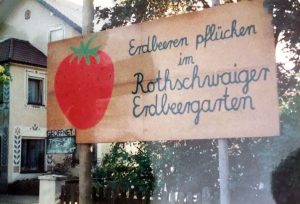 Erdbeeren pflücken im Rothschwaiger Erbdeergarten