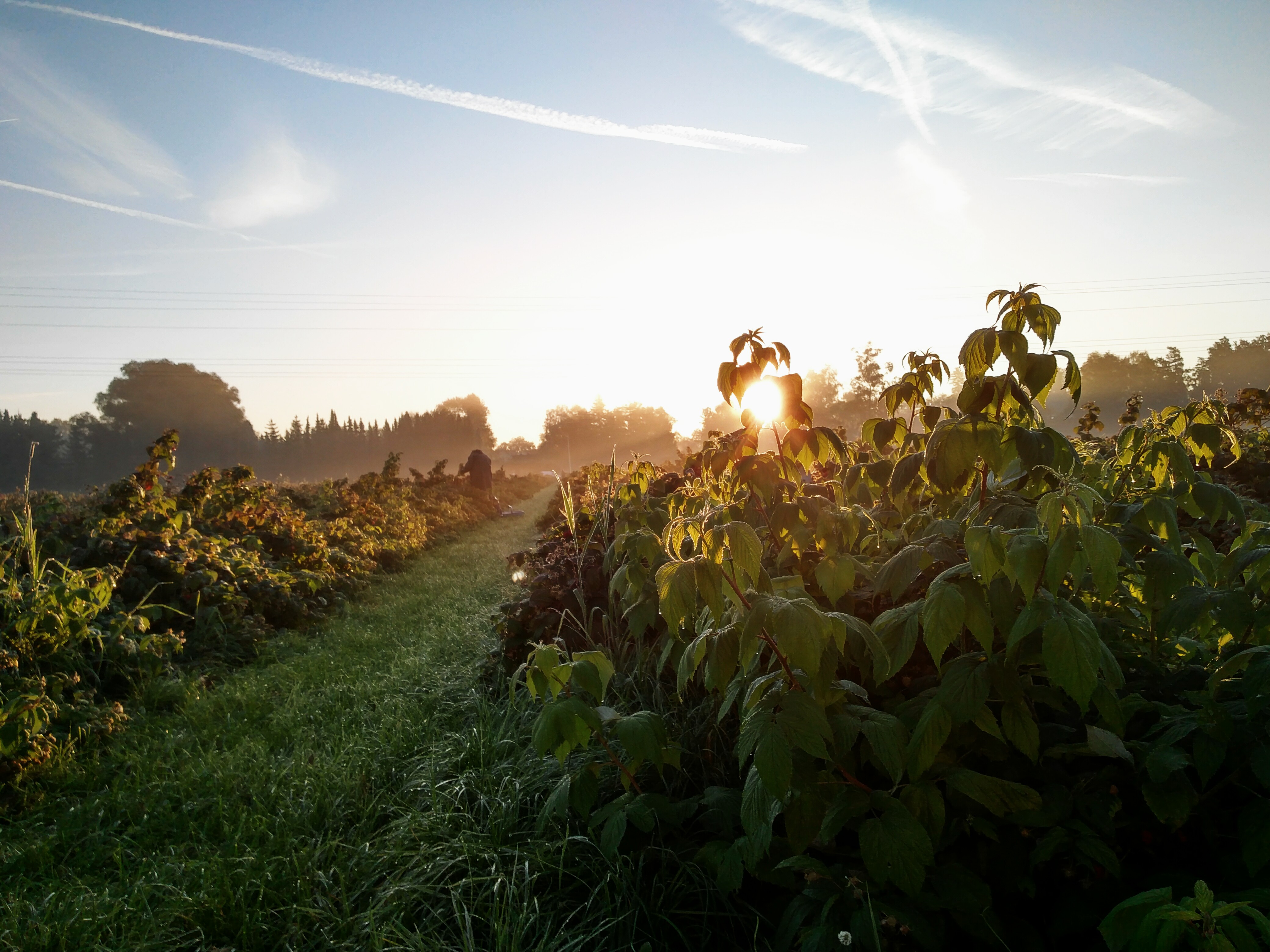 Noch gute Pflückbedingungen bei den Himbeeren