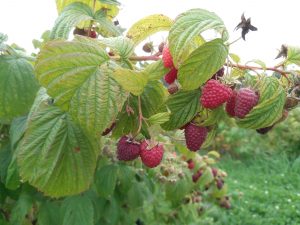 Reife Himbeeren an einem Strauch