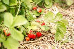 Erdbeeren am Strauch