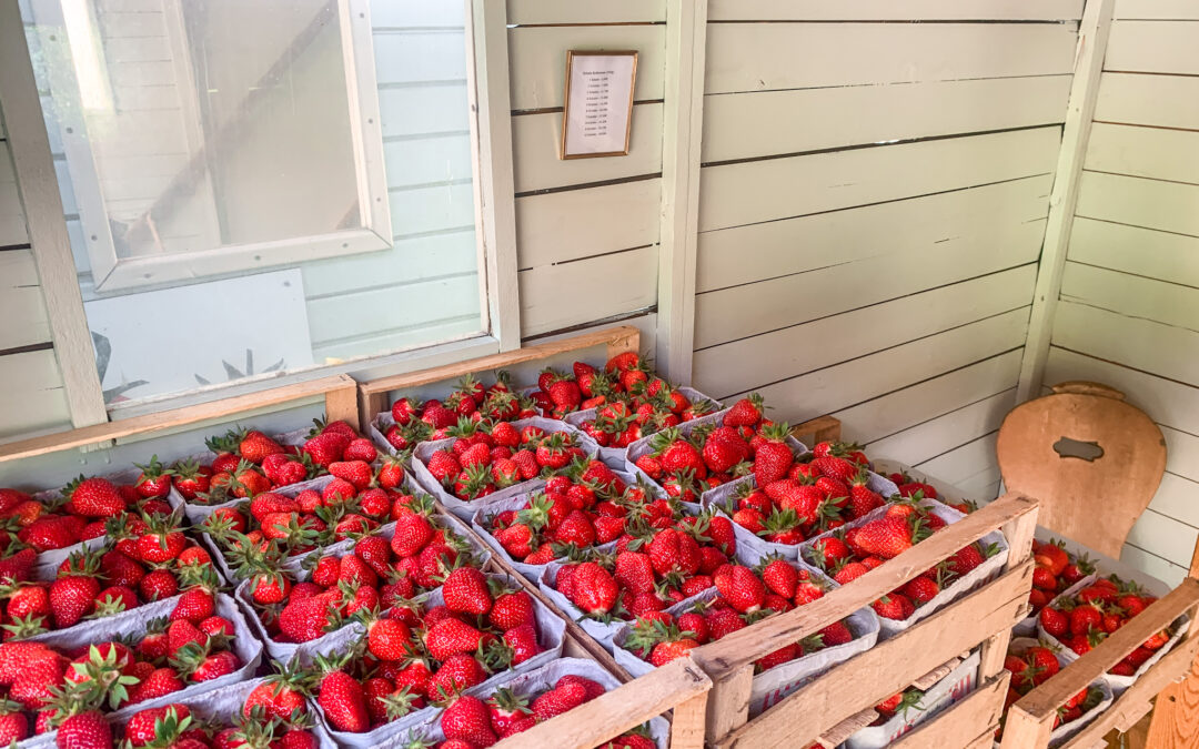 Es gibt die ersten gepflückten Erdbeeren dieses Jahr!